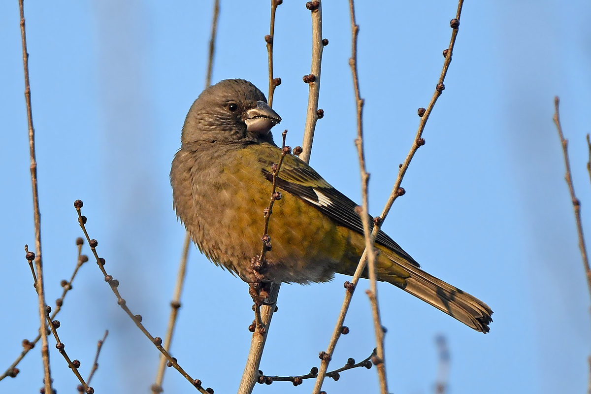 White-winged Grosbeak (Mycerobas carnipes), photo 2