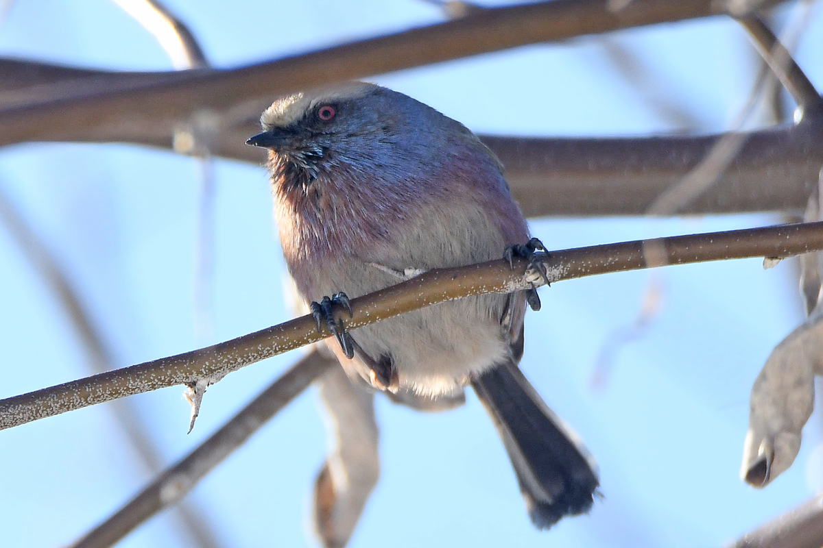 White-browed Tit-warbler (Leptopoecile sophiae), photo 10