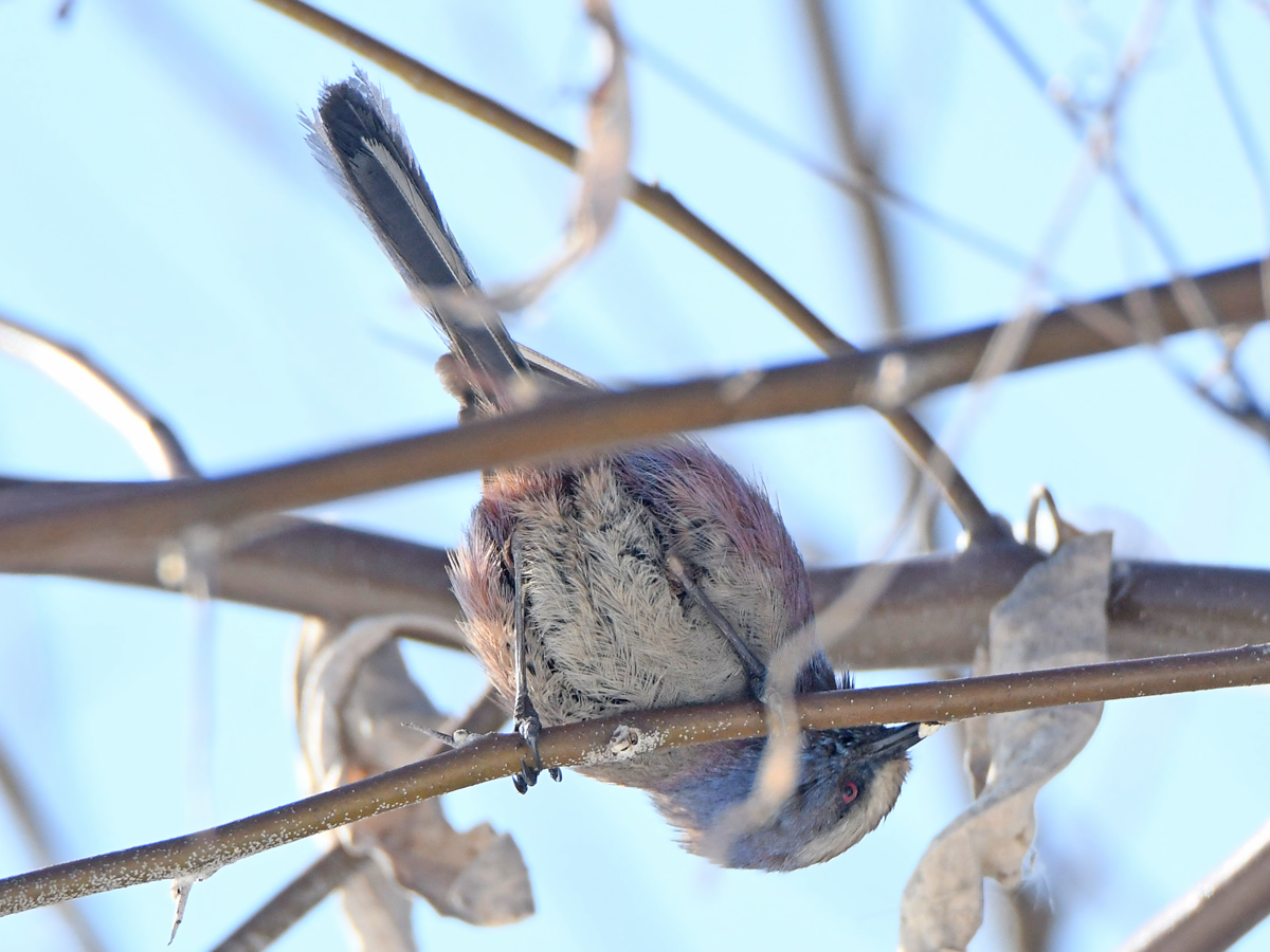 White-browed Tit-warbler (Leptopoecile sophiae), photo 9