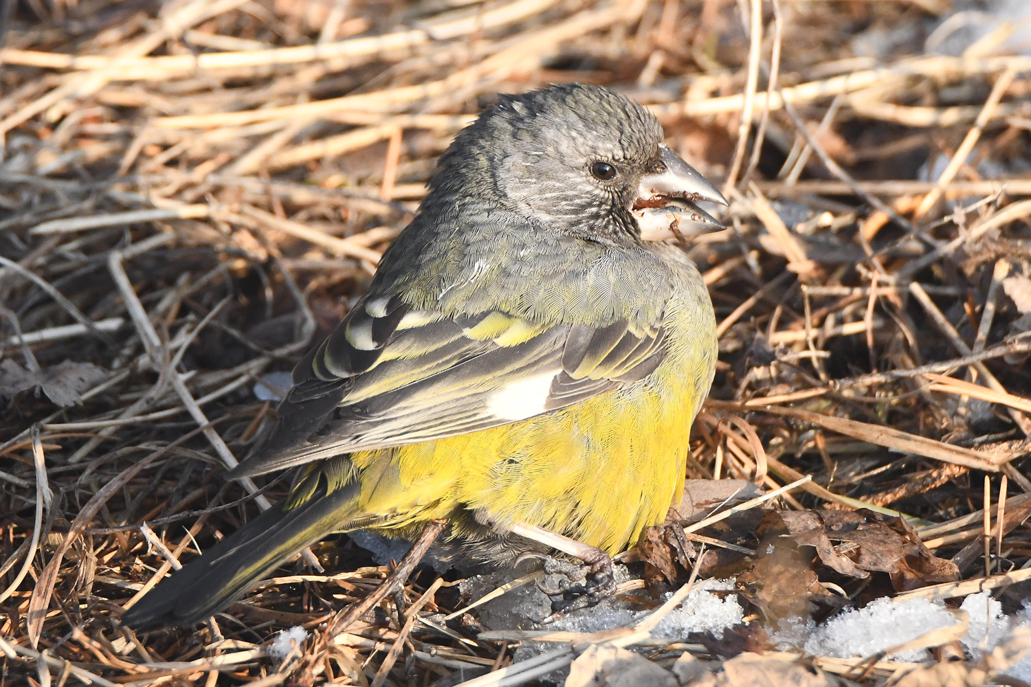 White-winged Grosbeak (Mycerobas carnipes), photo 3