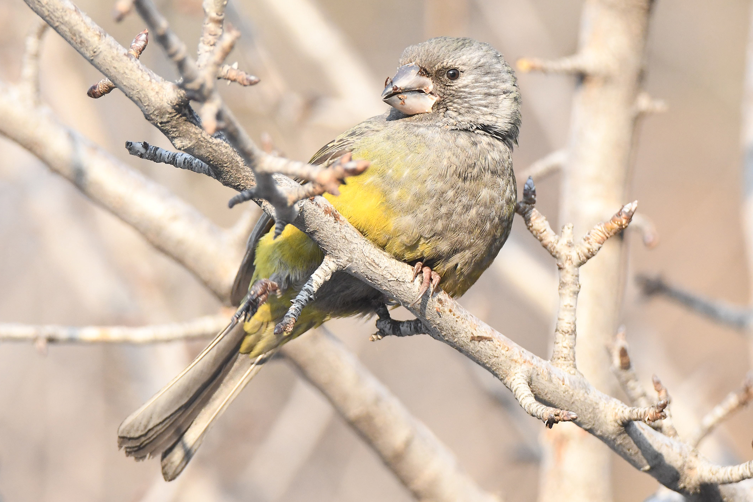 White-winged Grosbeak (Mycerobas carnipes), photo 4