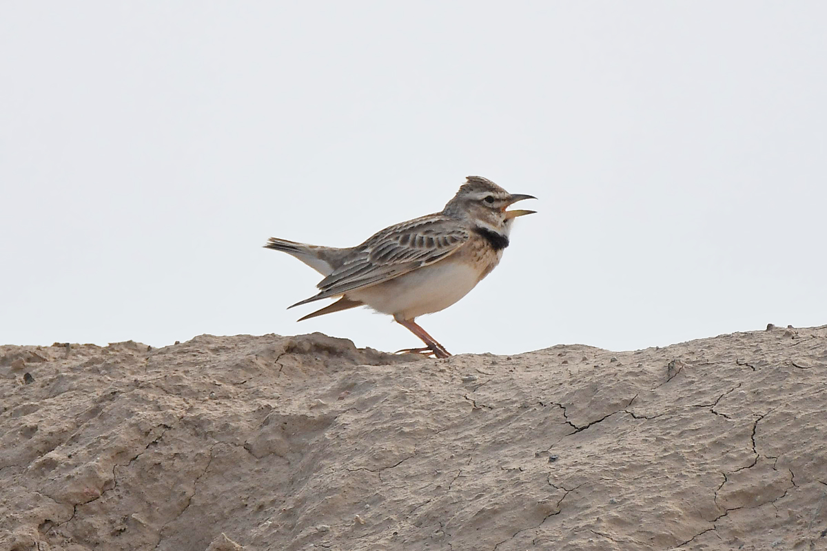 Bimaculated Lark (Melanocorypha bimaculata), photo 3