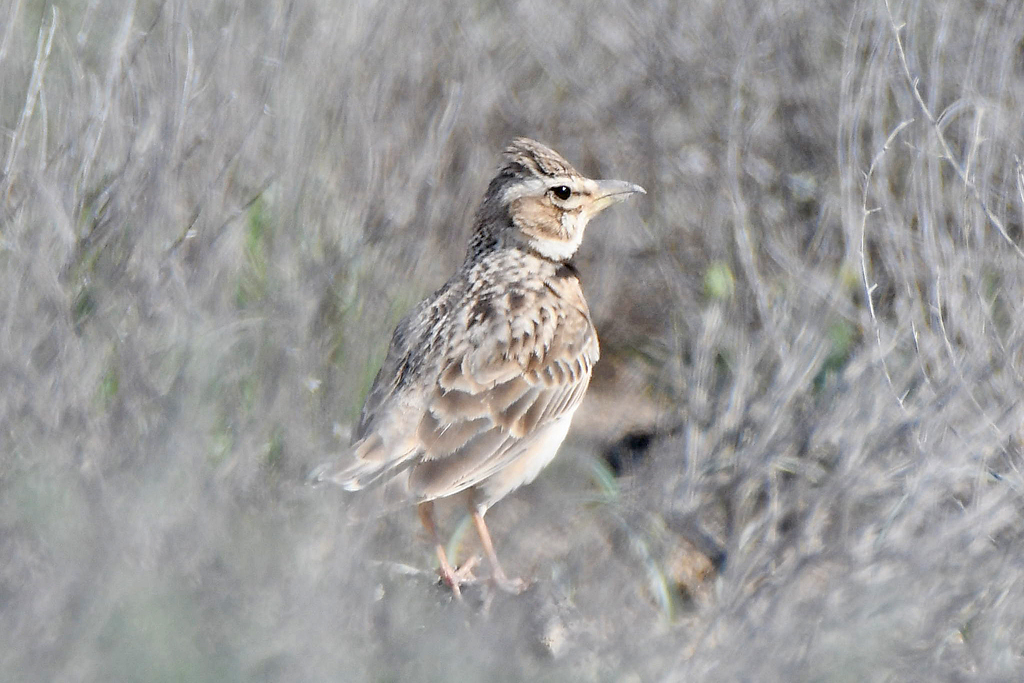 Bimaculated Lark (Melanocorypha bimaculata), photo 2