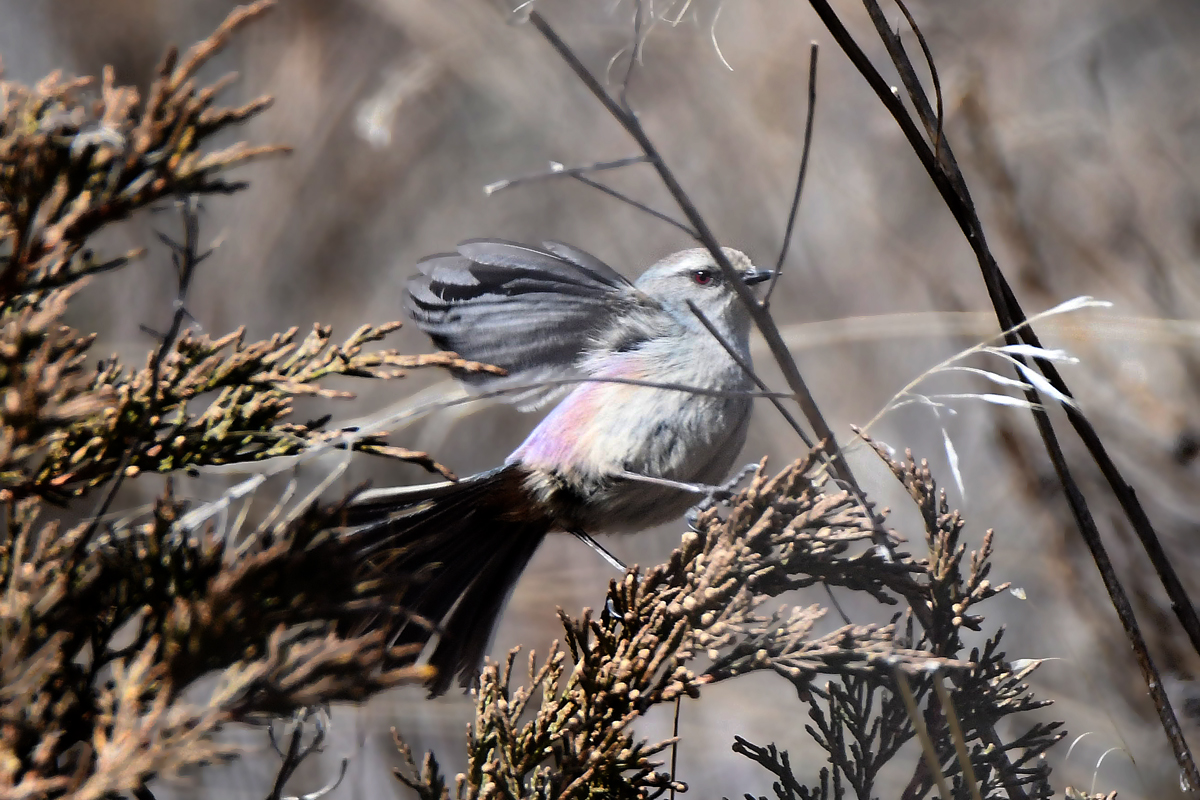 White-browed Tit-warbler (Leptopoecile sophiae), photo 2